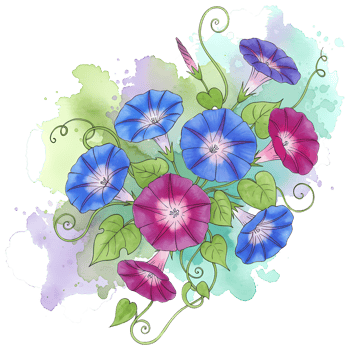 Watercolor painting of morning glories with blue and pink flowers and green leaves and vines art on transparent background png