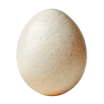 Close-Up of a Smooth White Egg Isolated on a Clean Background png