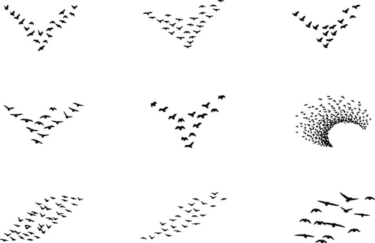 A set of black and white birds flying in the air vector
