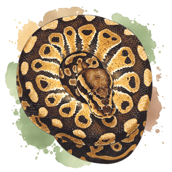 A captivating ball python illustration showcasing its intricate patterns and textures on a transparent background with watercolor elements. png