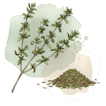 Thyme sprigs and dried herb illustration, a flavorful culinary element for chefs and food enthusiasts on a transparent backdrop, transparent background png