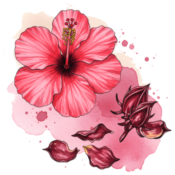 Vibrant hibiscus flower with watercolor effect and transparent background offers a visually appealing botanical illustration. png