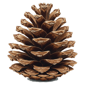 A detailed, realistic illustration showcases a brown pinecone against a transparent background, ideal for nature-themed designs. png