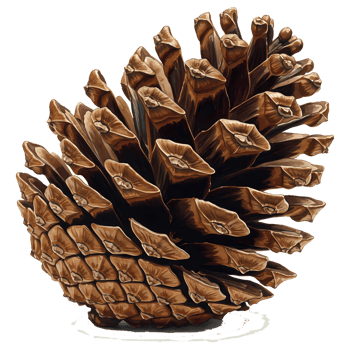 A detailed brown pine cone illustration showcases nature's intricate design against a stark transparent background, creating a visually appealing graphic element. png