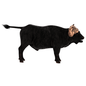 Buffalo animal horn power strength with transparent background png