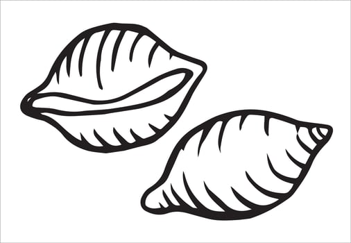 conchiglie pasta. illustration in doodle style vector