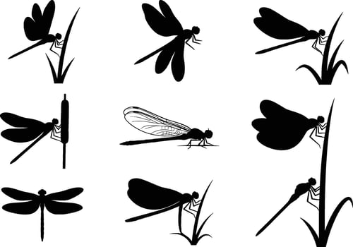collection of dragonfly silhouettes in various poses isolated on white background vector