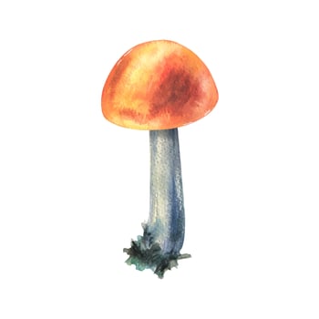 Forest edible mushroom boletus with an orange cap and moss on a stem. Watercolor illustration, hand drawn. For recipes packaging, autumn festival, harvest. Isolated object on a white background. vector