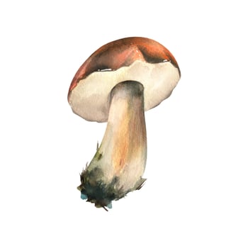 Forest edible mushroom boletus with an orange cap and moss on a stem. Watercolor illustration, hand-drawn. For recipes, packaging, autumn festival, harvest. Isolated object on a white background. vector