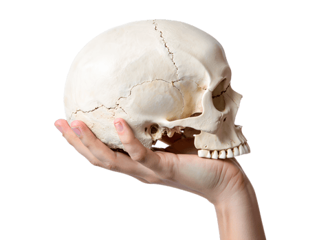 Human skull held in hand, anatomical study model, isolated on transparent background, medical education, science and biology concept png