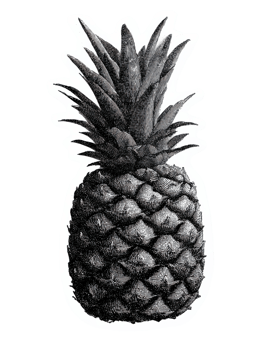 Vintage Pineapple In Retro Engraving. Botanical Illustration Isolated On Transparent Background png