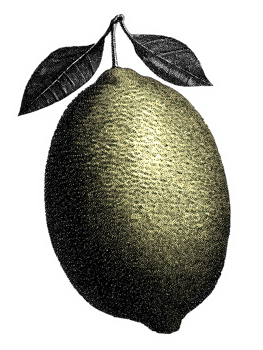 Vintage Lemon Illustration In Retro Engraving. Botanical Illustration Isolated On Transparent Background png