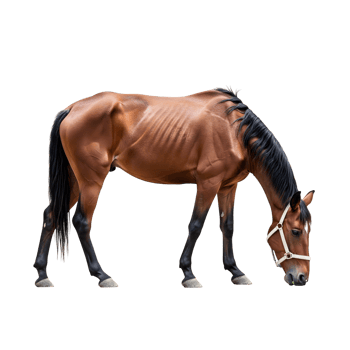 A brown horse with a black mane and bridle is grazing, isolated on transparent background png