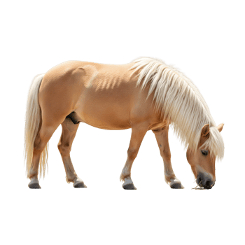 A beige pony with a white mane grazes on grass, isolated on transparent background png