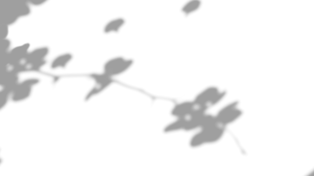 Realistic shadow overlay effect with branch flower on transparent background. png