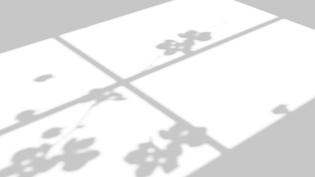 Realistic shadow overlay effect with branch flower and window on transparent background png
