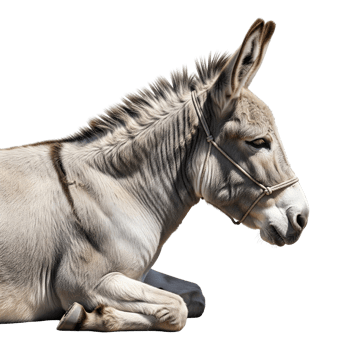 A gray donkey lying down with a rope halter around its head isolated on transparent background png