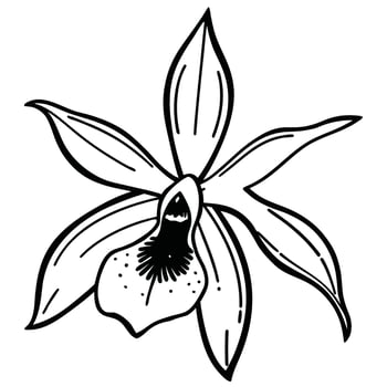 Delicate white ghost orchid bloom vector