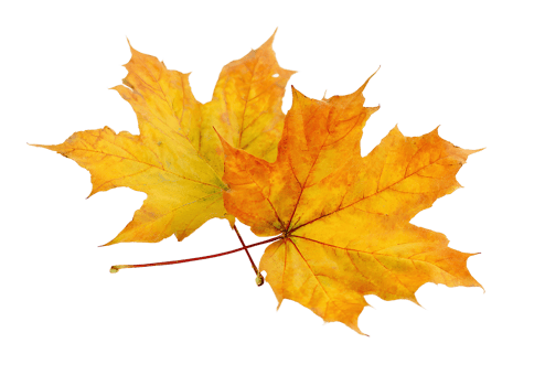 Sugar Maple leaves and branches with transparent background in a lovely format for artistic and design projects. png