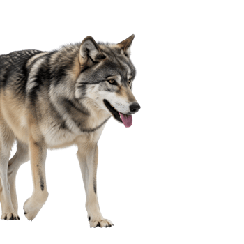 A majestic gray wolf stands against a transparent background, its fur detailed and its expression alert and focused png