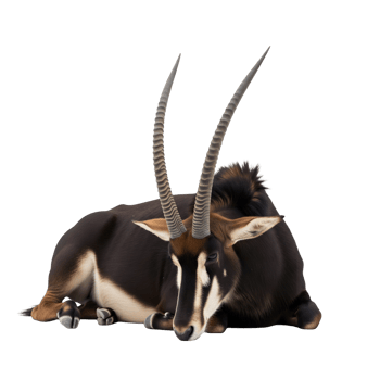 A sable antelope is lying down isolated on transparent background, showcasing its impressive horns and dark coat png