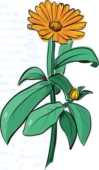 Calendula flower with green leaves color sketch vector