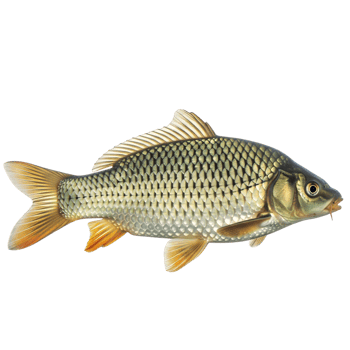 A single carp fish swims gracefully, isolated on transparent background png