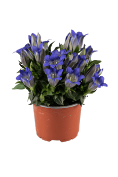 Purple flowers in a pot cut out isolated transparent background png