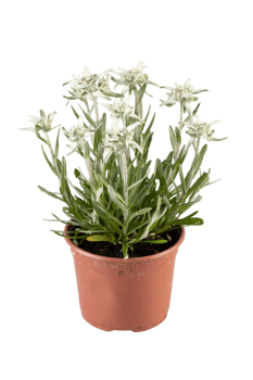 Rosemary plant in a pot with white flowers blooming cut out isolated transparent background png