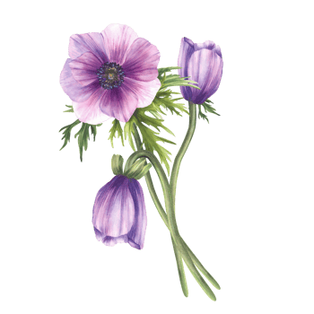 Anemone purple flowers bouquet with pink blue realistic buds and green leaves. Bunch of flower for invitations, greeting card. Hand drawn realistic watercolor illustration on isolated background png