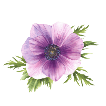 Anemone watercolor purple blue flower with green leaves. pink and blue soft bud floral clipart. Isolated from background illustration. Realistic painted sketch for greeting card, packaging design png