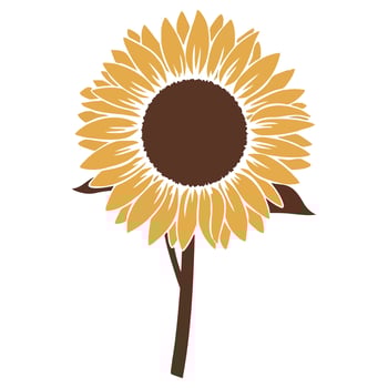 Stylized sunflower with brown center and yellow petals on a white background vector