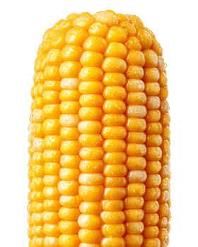 Freshly Harvested Corn on the Cob png