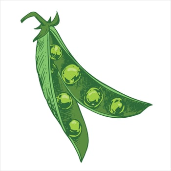 sketch of an open green pea pod. Bean pod, seeds visible. Imitation of the painted engraving technique. Useful vegetable crop. Peas are hand-drawn with ink. vector