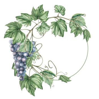 Wreath with curved vine and bunch of grapes. Isolated watercolor illustration for wine labels, bar and restaurant signs, menus, postcards and posters. png
