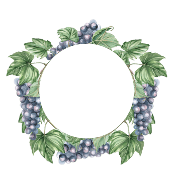 Wreath with bunches of ripe dark grapes. Isolated watercolor illustration for design of wine labels, signs for bars and restaurants, menus, printing on postcards and posters. png