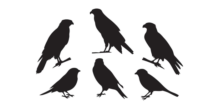 Crow Silhouettes in Flying and Landing Positions vector