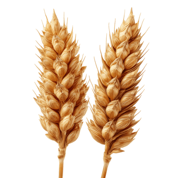 Golden wheat ears agriculture grain harvest food farm field crop bread isolated on transprint background png