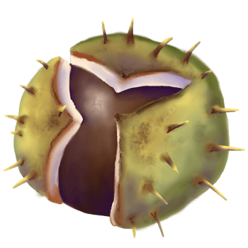 Good for botanical themes, seasonal decor. Digital illustration of an open chestnut fruit with spiky green shell and smooth brown nut inside. Hand drawn with realistic textures and autumn tones. png