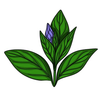 Detailed illustration of a vibrant purple flower bud nestled amongst lush, dark green leaves, showcasing intricate vein details and a bold, handdrawn style. vector