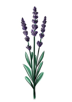 Hand drawn lavender flower stem sketch vector