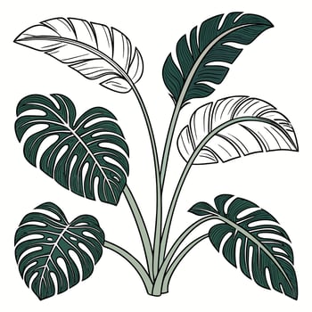 Botanical Illustration of Green Tropical Plant with Monstera and Banana Leaves Natural Foliage Design vector