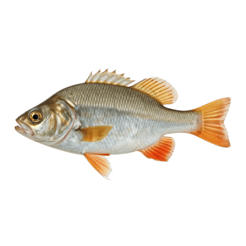 Isolated perch specimen exhibiting intricate scale detail against an neutral environment png