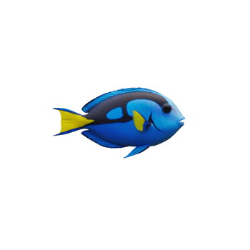 Blue Yellow Fish Tropical Aquatic png