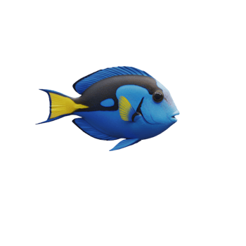 Blue Fish Swimming Underwater png