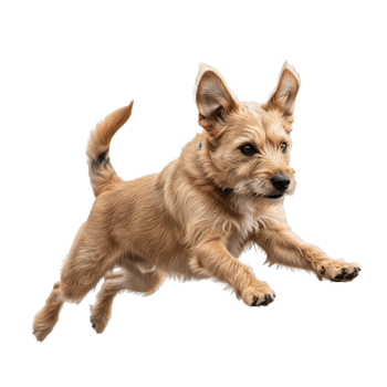 A terrier dog is jumping isolated on transparent background png