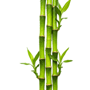 A vibrant arrangement of lucky bamboo stalks, adorned with water droplets, symbolizes growth, prosperity, and tranquility on a transparent background png