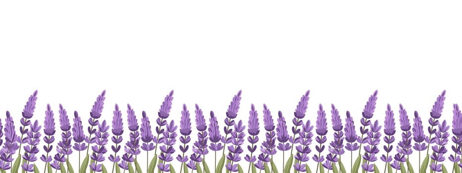 Lavender flowers border on white background. Lavender flower meadow seamless pattern. Illustration. vector