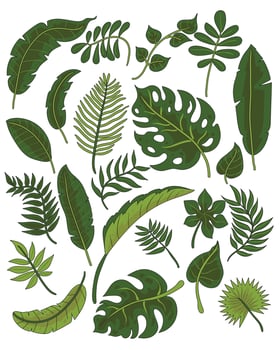 Collection of green leaves illustrations vector