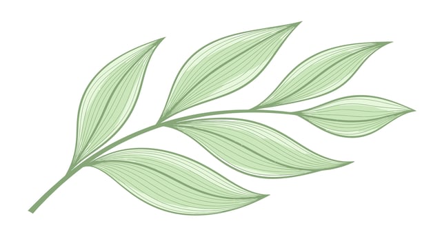 A green leaf with a white background vector